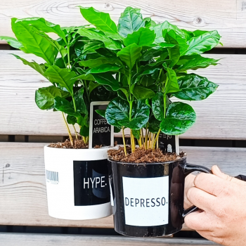 Coffea Arabica (Kávovník arabský) - výška 20-25 cm, kont. C1L - V HRNČEKU S NÁPISOM